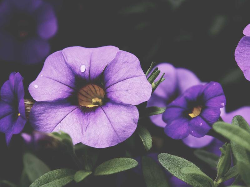 community screenshot 1